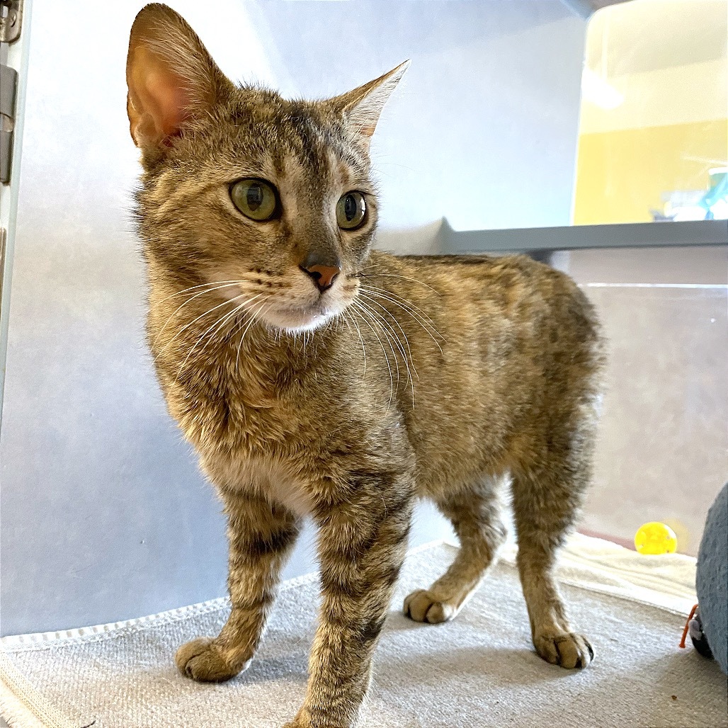 Pia, an adoptable Domestic Short Hair in Glenwood Springs, CO, 81601 | Photo Image 3