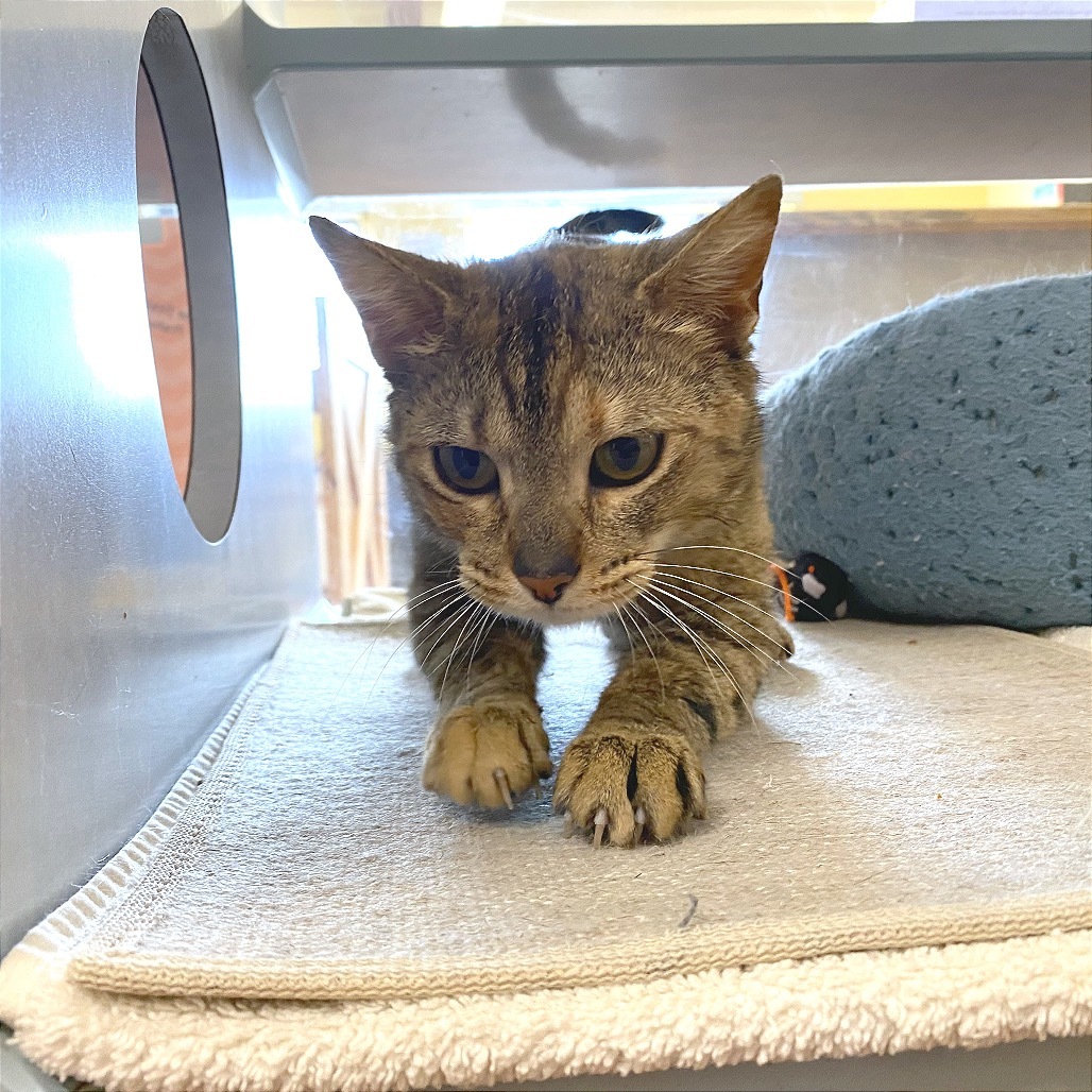 Pia, an adoptable Domestic Short Hair in Glenwood Springs, CO, 81601 | Photo Image 4