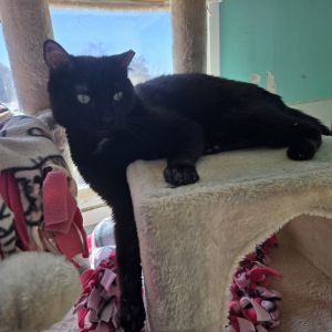 Elsie, Adult Female Domestic Short Hair