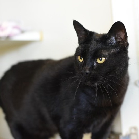 Stella, an adoptable Domestic Short Hair in Idaho Falls, ID, 83402 | Photo Image 1