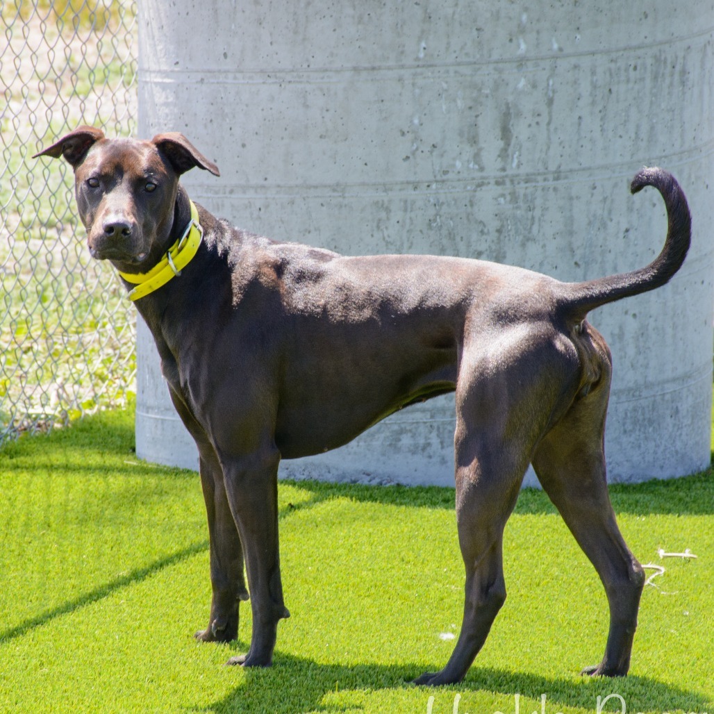 Indi, an adoptable Mixed Breed in Idaho Falls, ID, 83402 | Photo Image 1