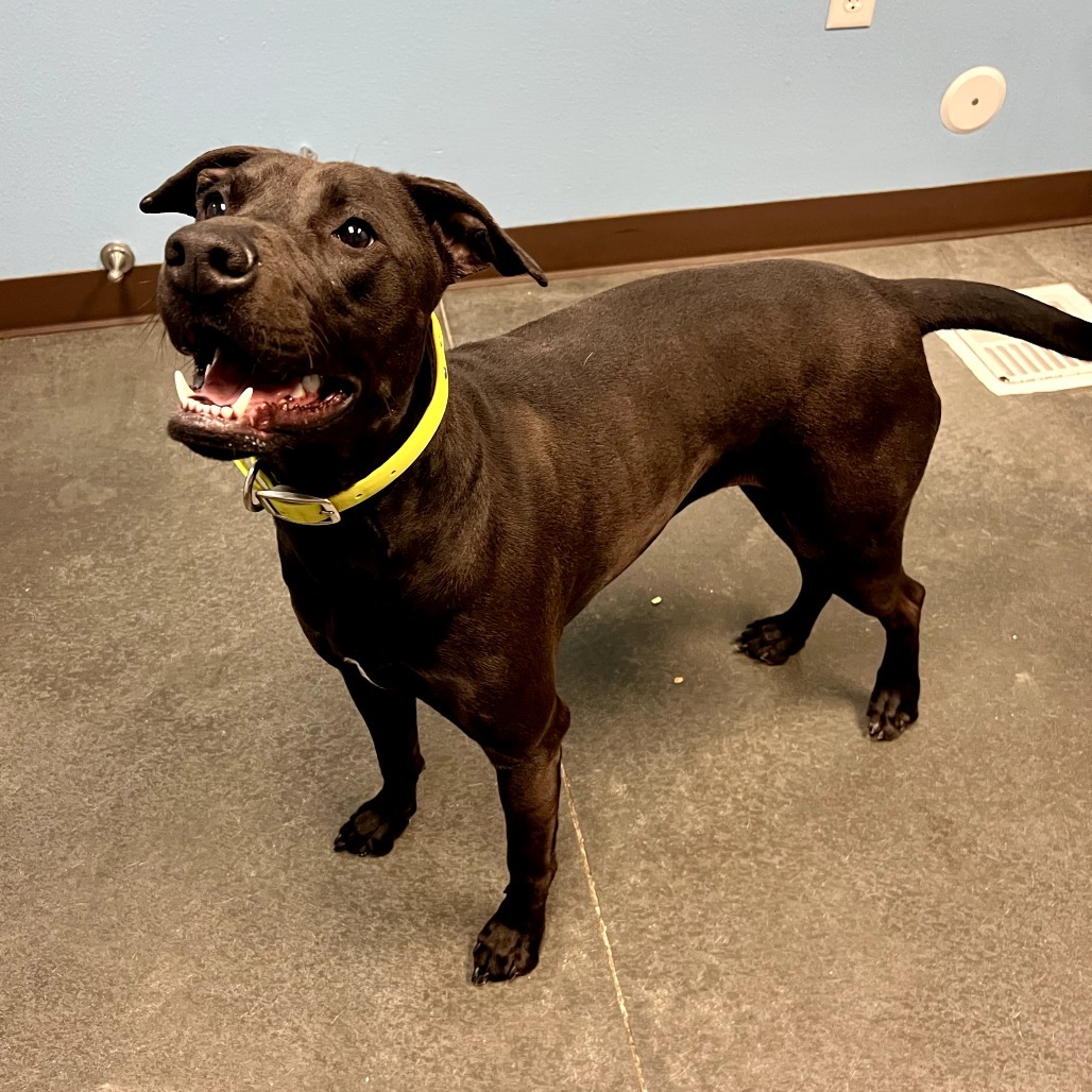Indi, an adoptable Mixed Breed in Idaho Falls, ID, 83402 | Photo Image 2