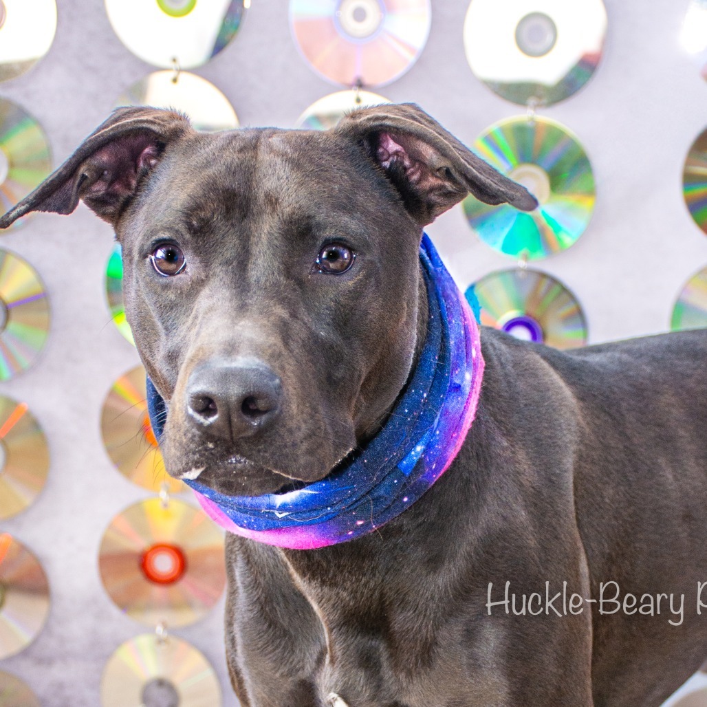 Indi, an adoptable Mixed Breed in Idaho Falls, ID, 83402 | Photo Image 3