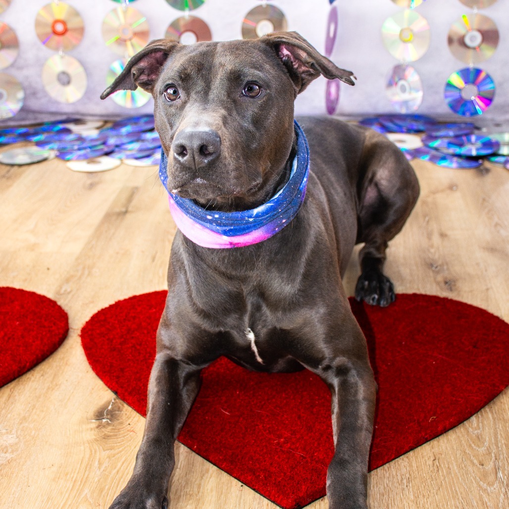 Indi, an adoptable Mixed Breed in Idaho Falls, ID, 83402 | Photo Image 4
