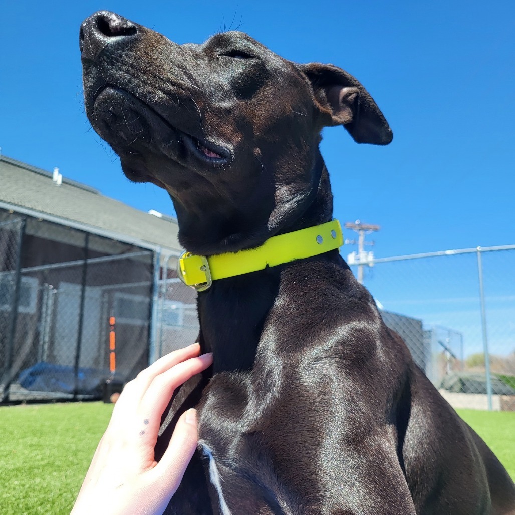 Indi, an adoptable Mixed Breed in Idaho Falls, ID, 83402 | Photo Image 6