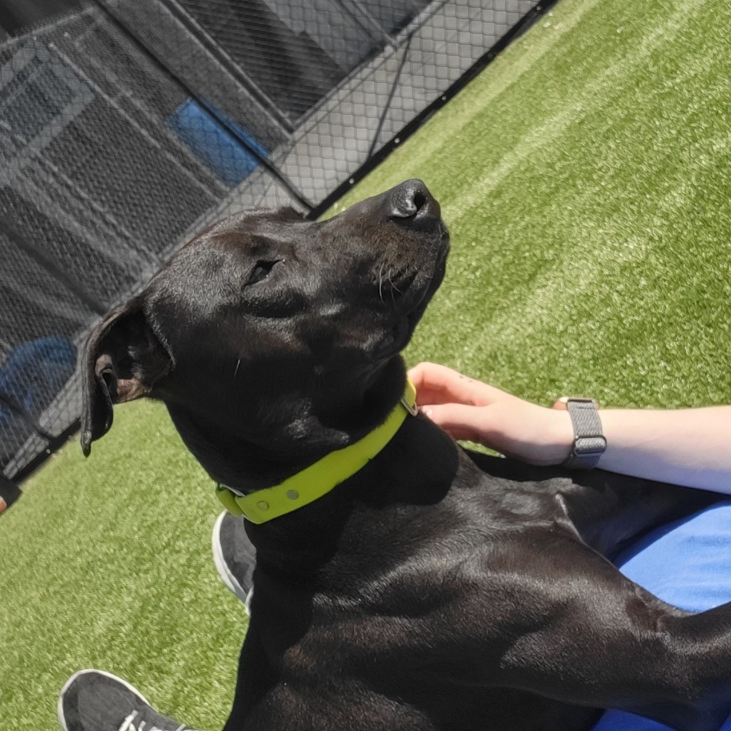 Indi, an adoptable Mixed Breed in Idaho Falls, ID, 83402 | Photo Image 6