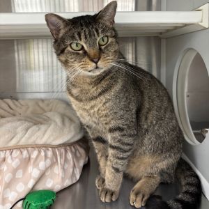 Oliver, Adult Male Domestic Short Hair