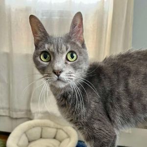 Peach Aster, Senior Female Domestic Short Hair