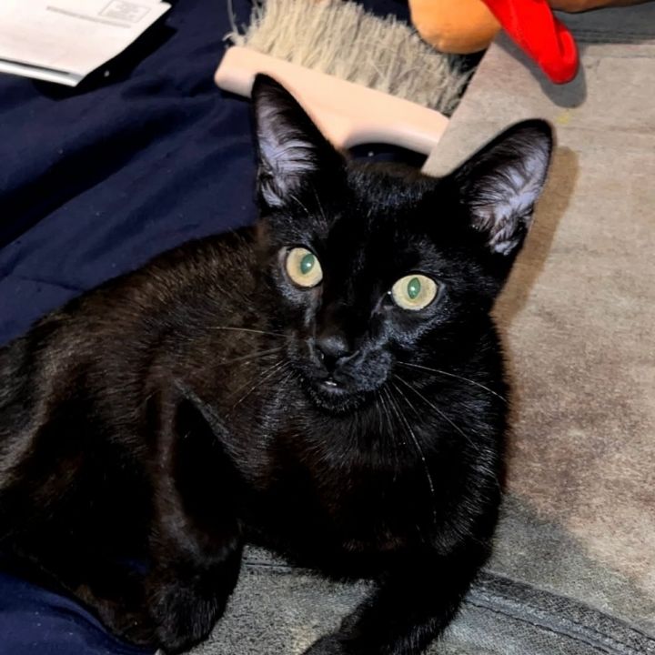 Black Benny 2