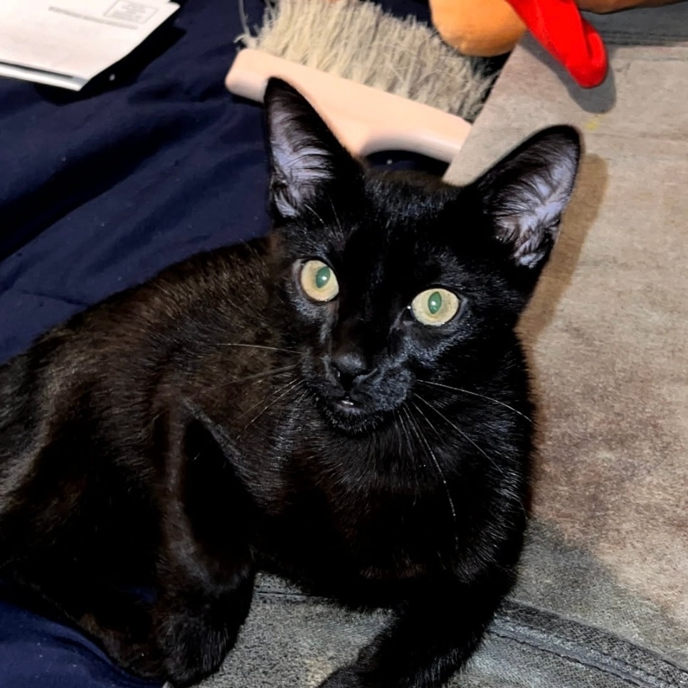 Black Benny