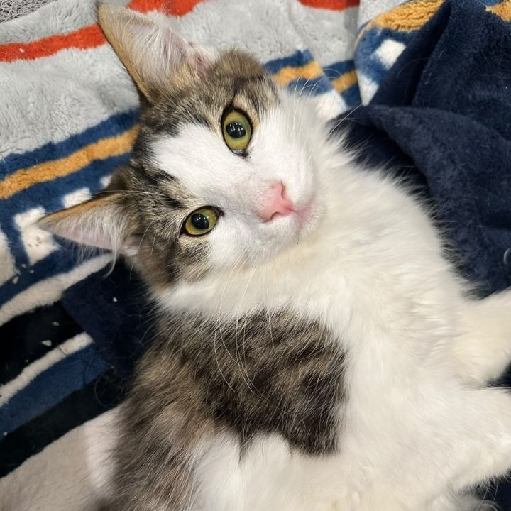Vanderpuss 2