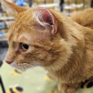Hobble, Young Male Domestic Medium Hair