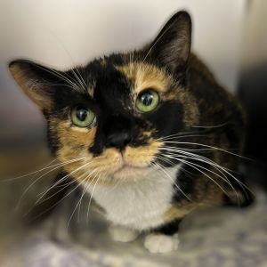 Bootsie