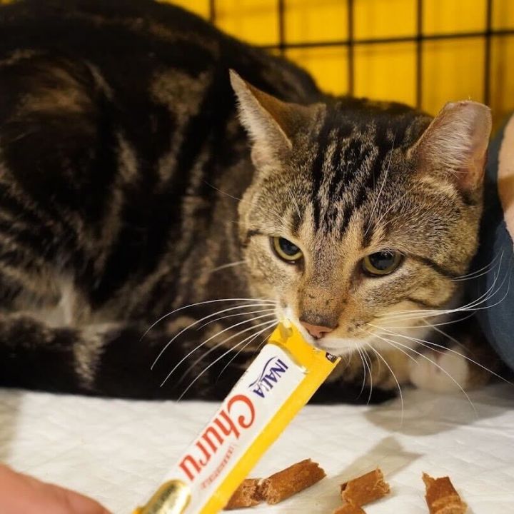 Jonesy 4