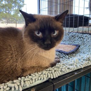 Whisper, Adult Female Siamese