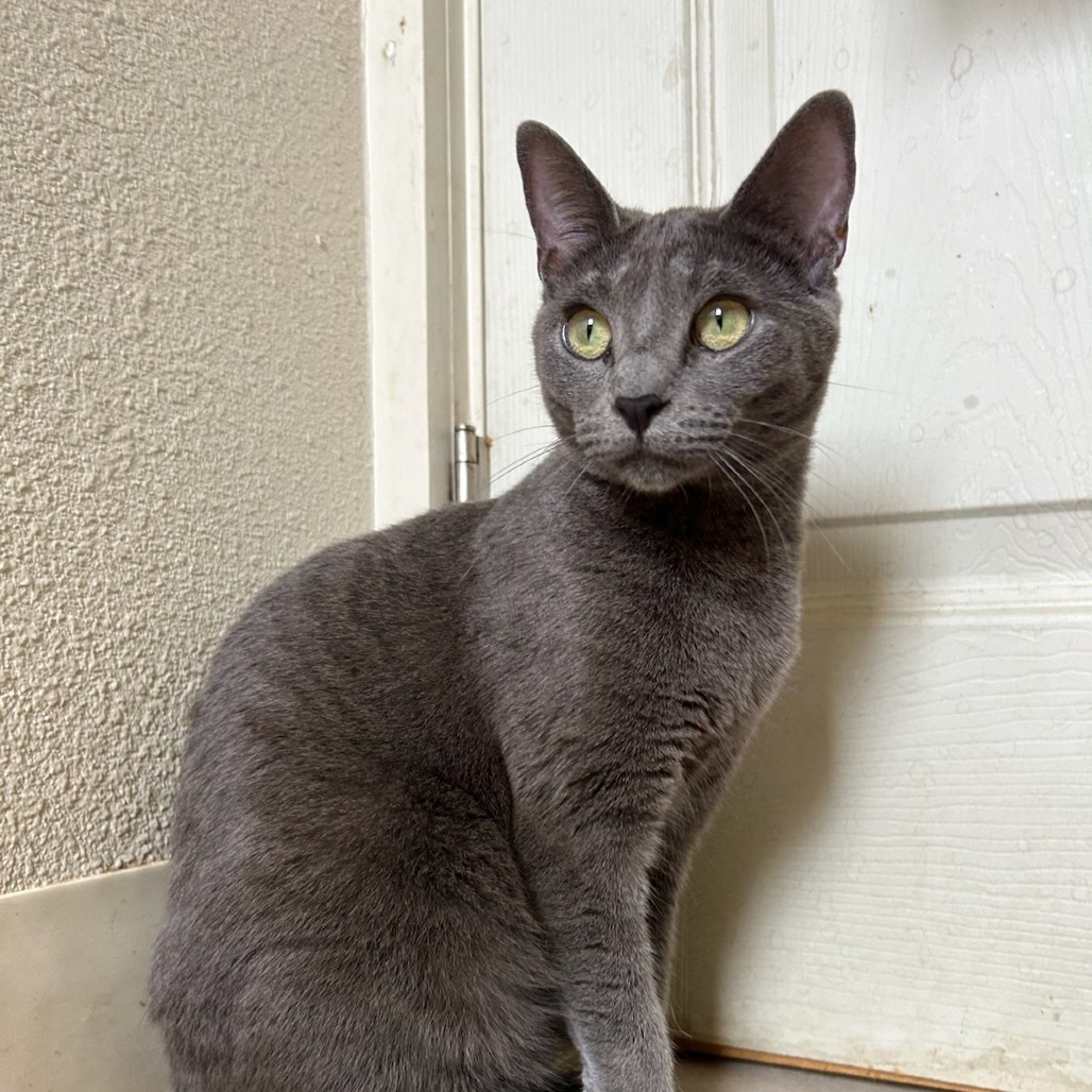 Bluey, an adoptable Russian Blue, Domestic Short Hair in Ashland, OR, 97520 | Photo Image 1