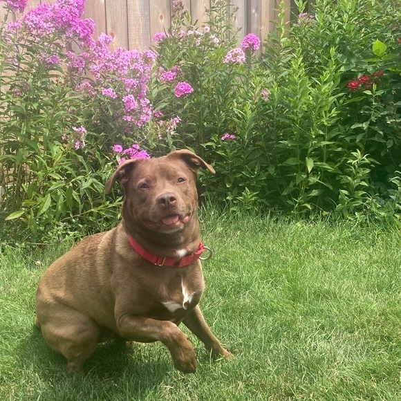 Rex
