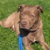 Rex photo 4