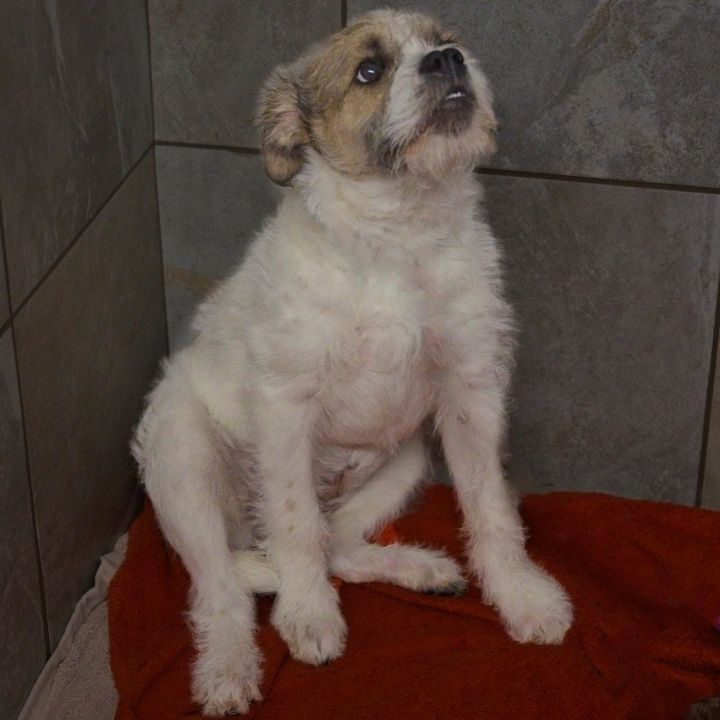 Tillie 4