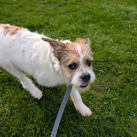 Tillie 6