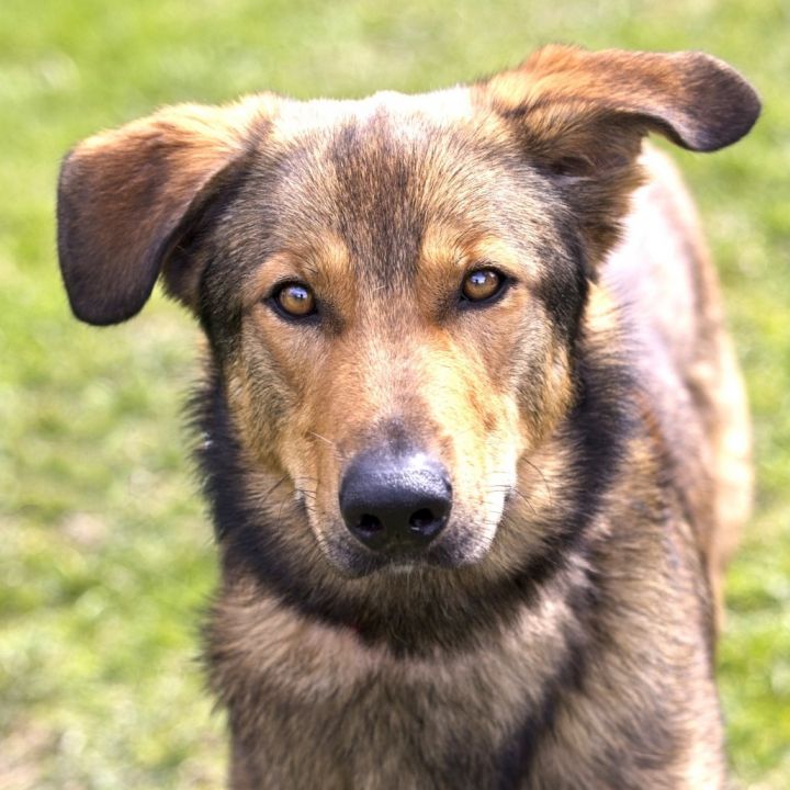 Rufio 2