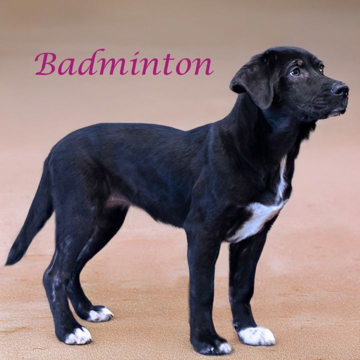 Badminton D25-055 4