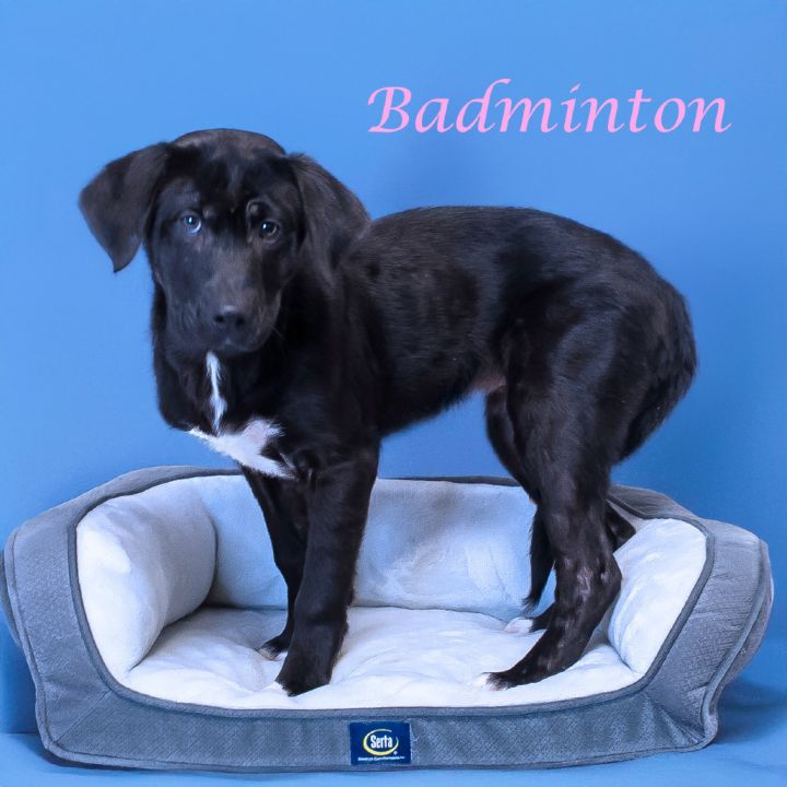 Badminton D25-055 5