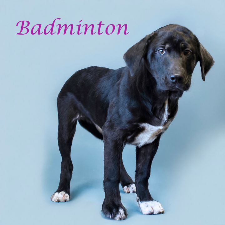Badminton D25-055 6