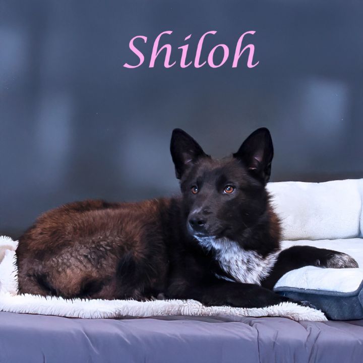 Shiloh D25-069 2