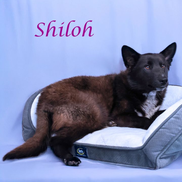Shiloh D25-069 3
