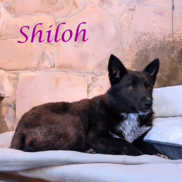 Shiloh D25-069 4