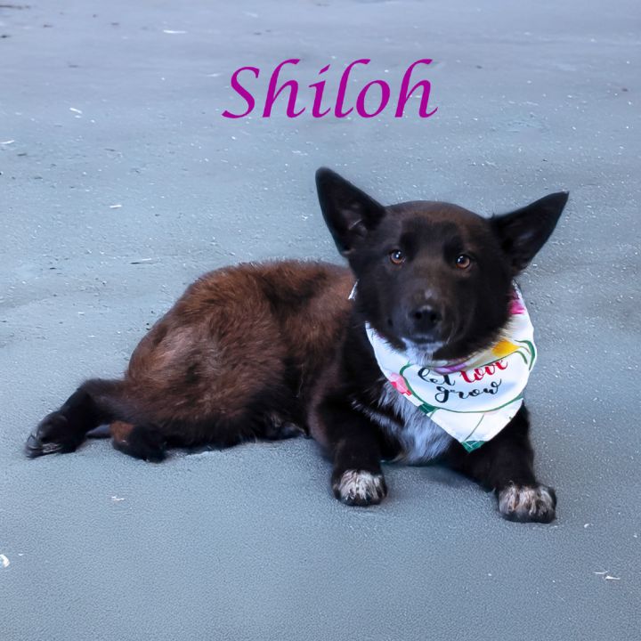 Shiloh D25-069 5