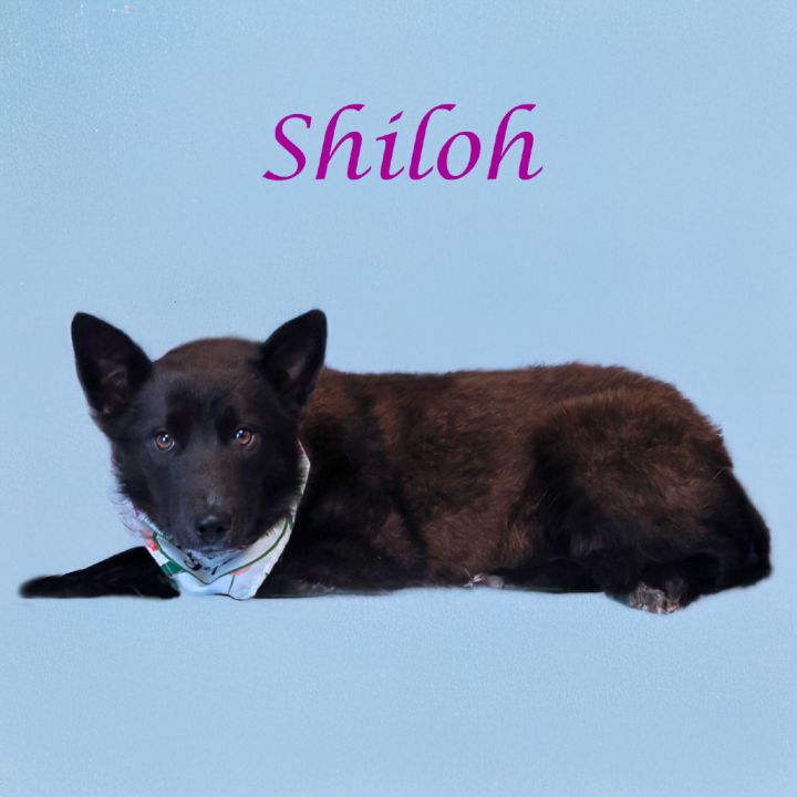 Shiloh D25-069 6