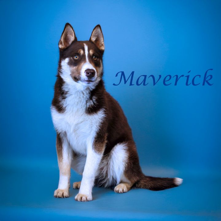 Maverick D25-067 2