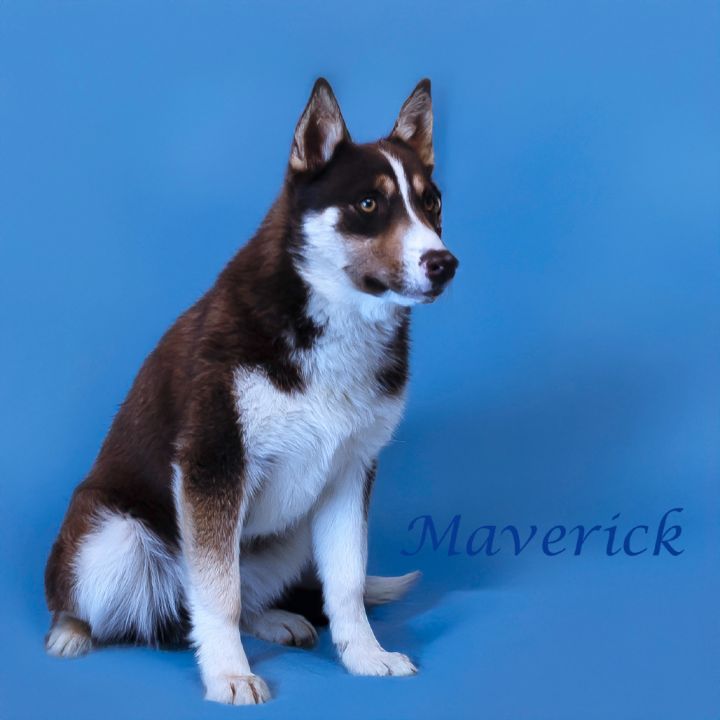 Maverick D25-067 3