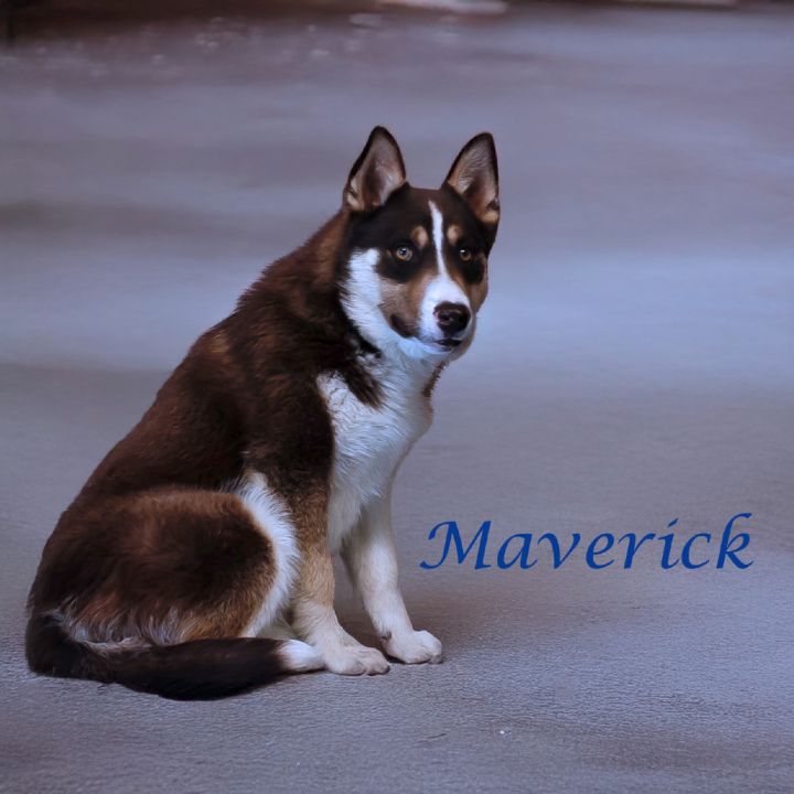 Maverick D25-067 4