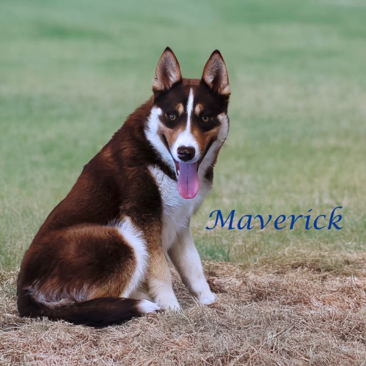 Maverick D25-067 5