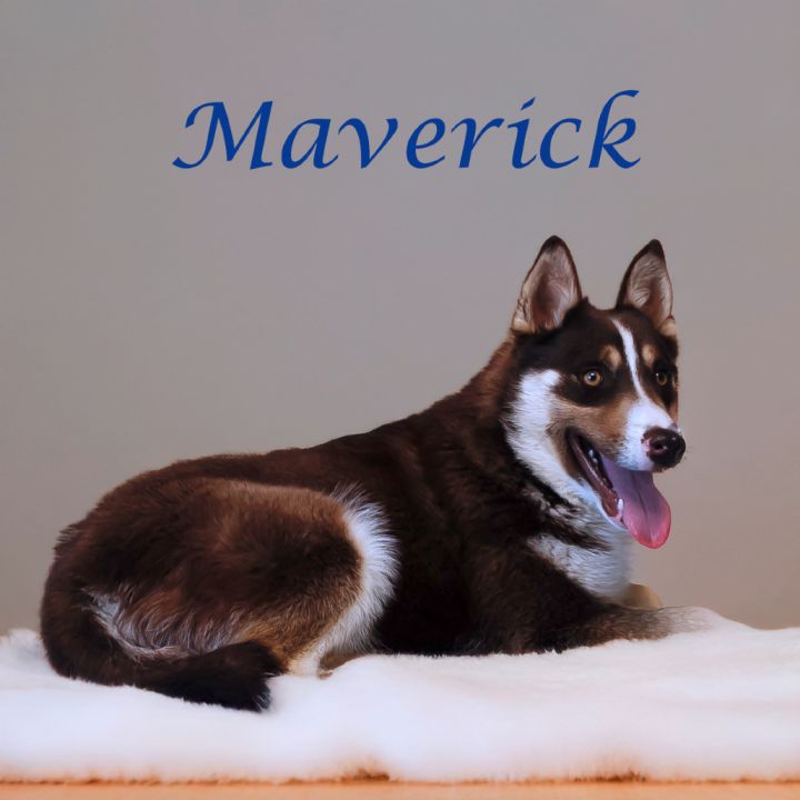 Maverick D25-067 6