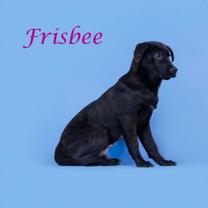 Frisbee D25-057 4