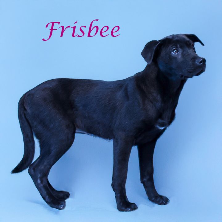 Frisbee D25-057 5