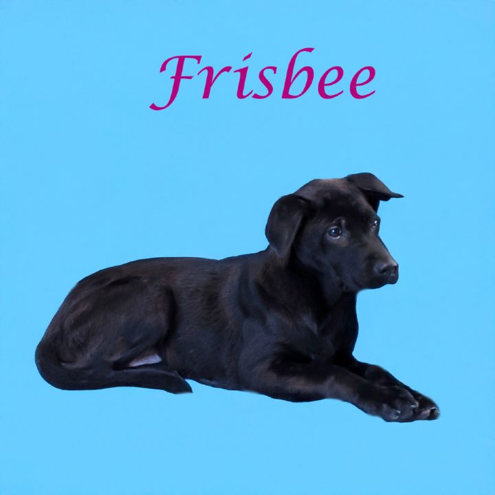 Frisbee D25-057 6