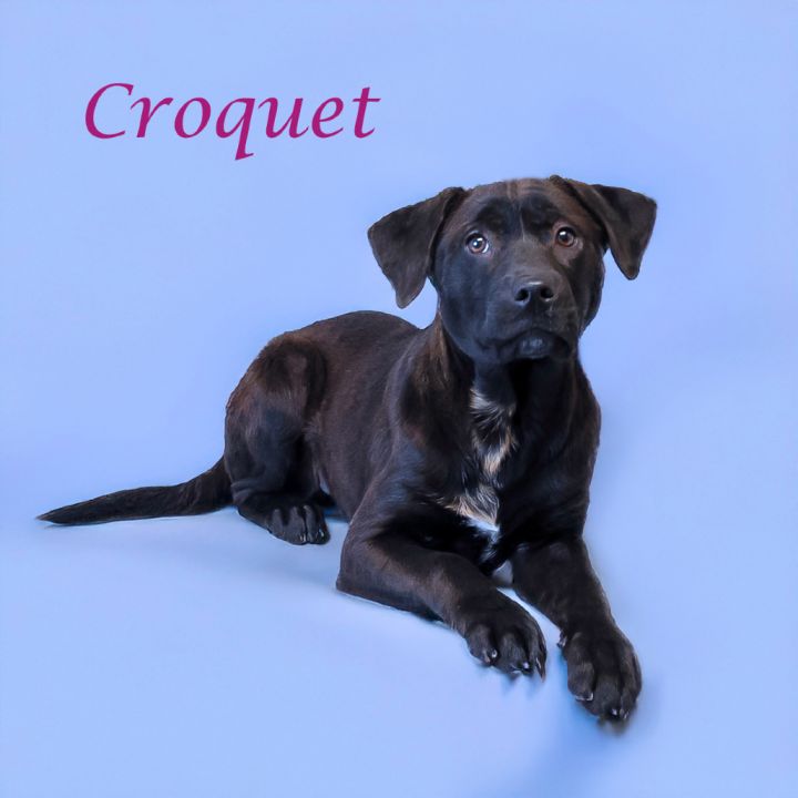 Croquet D25-056 4