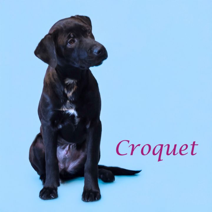 Croquet D25-056 5