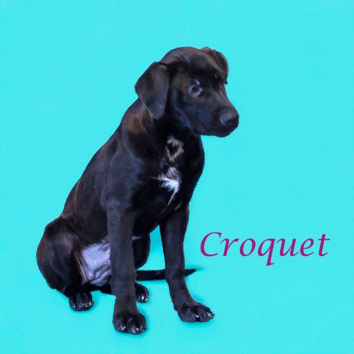 Croquet D25-056 6