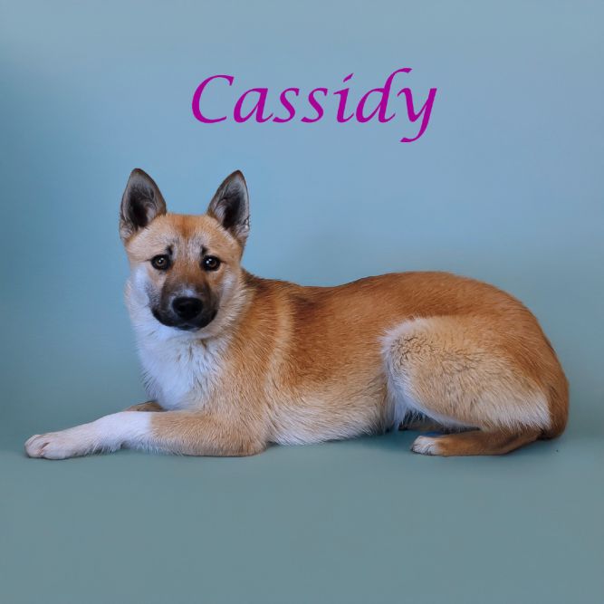 Cassidy D25-071