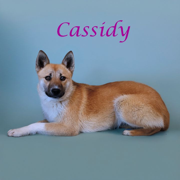 Cassidy D25-071 1