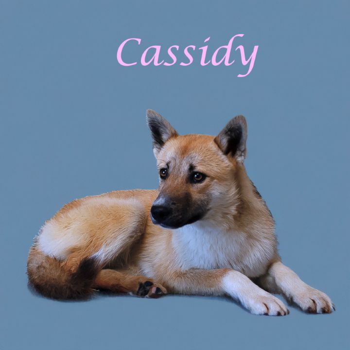 Cassidy D25-071 2