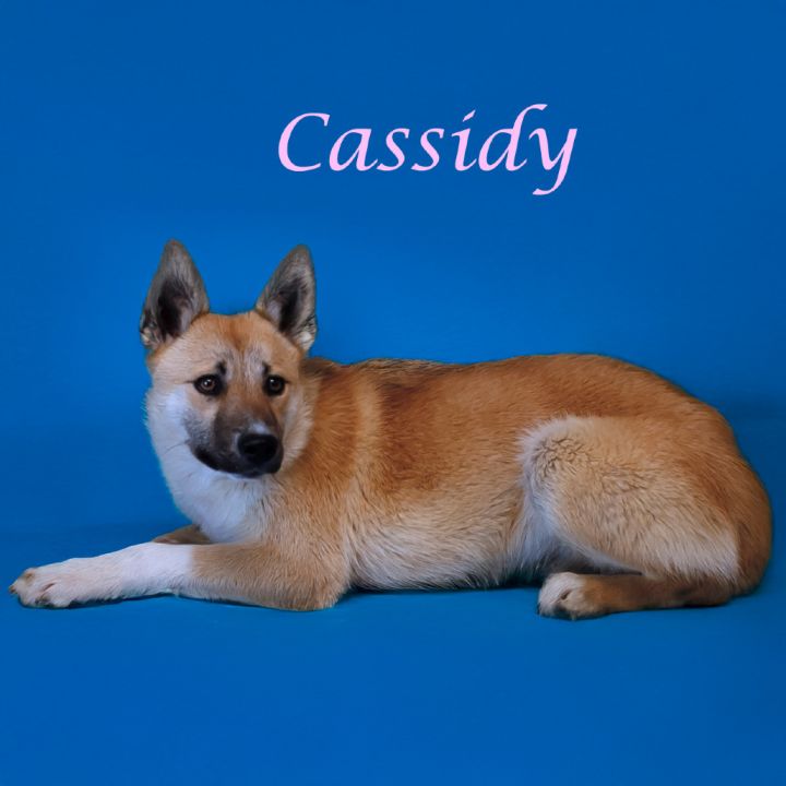 Cassidy D25-071 3