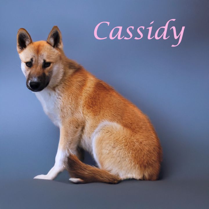 Cassidy D25-071 4