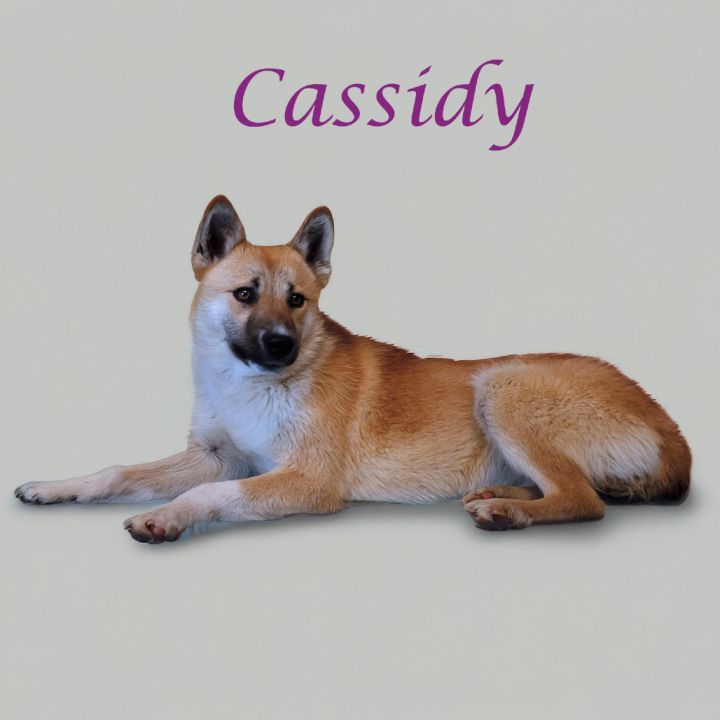 Cassidy D25-071 5